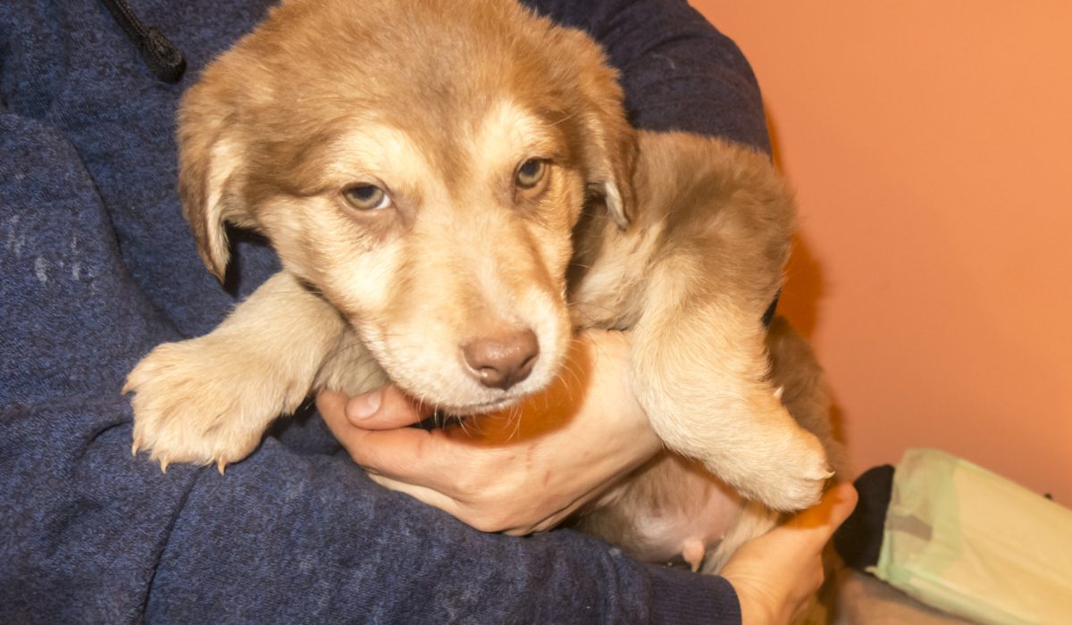 adopta-sasha